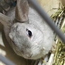 ウサギちゃんの里親を探しています。 − 愛知県