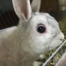 ウサギちゃんの里親を探しています。 - 新城市