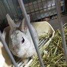 ウサギちゃんの里親を探しています。 - その他