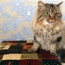 保護猫　里親募集です。オス　年齢不詳。長毛。