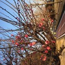ご一緒にウオーキングでも(^^♪勿論ダイエット仲間も！
