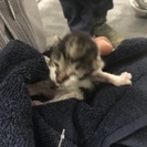 産まれたばかりの子猫の里親募集してます