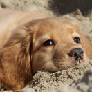 グラフィクデザイナーを目指す方。