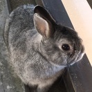 うさぎの里親募集