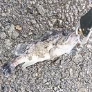 のんびりした釣り 友達募集です！