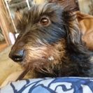 引っ越しで犬が飼えなくなりました❗可愛がってくれる人を探しています。