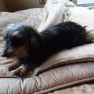 引っ越しで犬が飼えなくなりました。可愛がってくれる人を探しています。