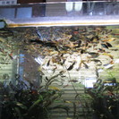 グッピー稚魚・成魚もらってください。