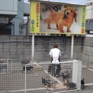 犬小屋の清掃作業　犬のシャンプー　子犬の世話などの軽作業の画像
