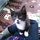 子猫里親募集中