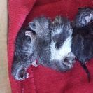 生後一週間くらいの子猫４匹います