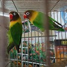ボタンインコのペア（おうちが決りました！）