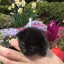 子猫の里親募集 - 猫