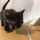 温和しい焦げ茶の赤ちゃん猫です。3月20日に生まれ