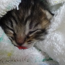 里親緊急募集！生後１週間から２週間の子猫