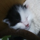 生後２週齢の子猫の里親さんを募集しています。