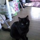 家の近くにいる人懐こい野良猫です。