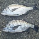 クロダイ釣りご一緒に行きませんか。 − 群馬県