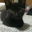 お願いします！！子猫及び猫の里親募集致します。