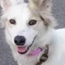 とても賢くて綺麗な　リりちゃん　メス中型犬　2才位です　 犬が大...