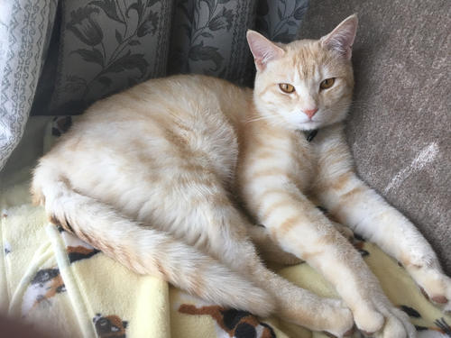 迷い猫→飼い猫】ミルクティー色のオスです (ばばかも) 八代の猫