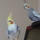 オカメインコを助けて〜