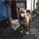 私たちの愛犬の里親になってください