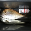 昼間の船釣り友達募集！！男女年齢問いませんが最低限の礼儀を知って...