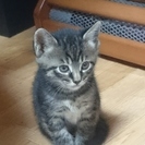 3/9産まれの子猫（オス）里親さん募集
