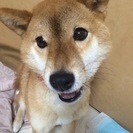かわいい柴犬です。至急、里親募集