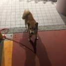 かわいい柴犬です。至急、里親募集 − 愛知県