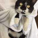 人が大好きなスリゴロ猫ちゃん★黒白のらくろ猫