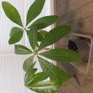 パキラ２つ、さしあげますの画像