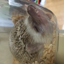 【一時募集停止します‼️】ハリネズミ 生後3〜5ヶ月  ♂の仔3匹
