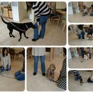 Mika Ishiwataの犬クラス☆★☆金曜日クラス（今月のテ...