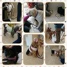 Mika Ishiwataの犬クラス☆★☆土曜日クラス（今月のテ...