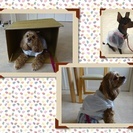 6月のDogLifeレッスン☆★☆日曜日クラス