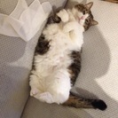 受付休止中〜初心者・高齢者でも飼いやすいメスの成猫里親募集中！
