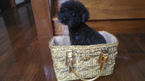 お値下げしました。　　犬用キャリーバッグ　美品