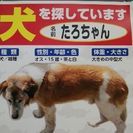 迷子の老犬を探してます。