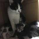 4月8日(予想)生まれの子猫です