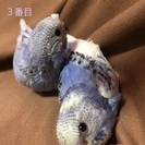 セキセイインコ ひな
