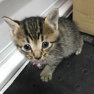 子猫の里親さま至急募集します！ - 守山市