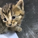 子猫の里親さま至急募集します！ − 滋賀県