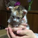 里親さん決定しました！