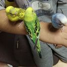 セキセイインコ  一旦受付終了