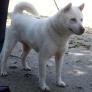 紀州犬　ショータイプの美犬　メス　３歳　応募多数のため一旦停止
