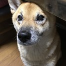 助けてください。我が家の犬が迷子になりました。