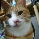 とても綺麗な模様の甘えん坊の茶白猫！