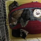 どなたか可愛がってもらえませんか
